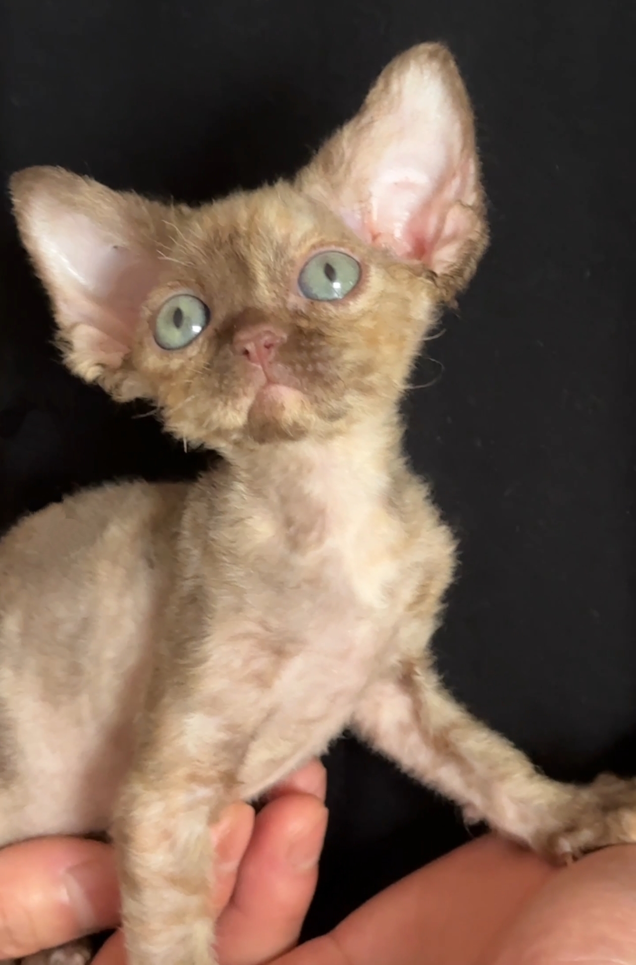 德文卷毛猫玳瑁绿眼妹妹 品控严 所见即所得